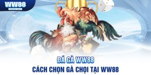 cach-chon-ga-choi-banner