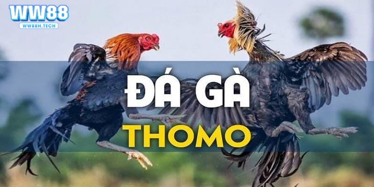 Tổng quan về loại hình thức đá gà Thomo tại WW88