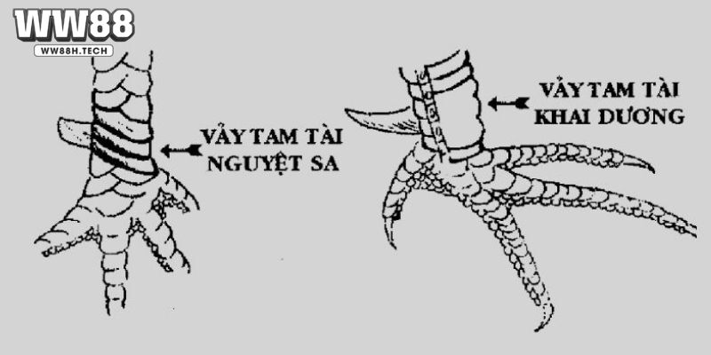 Thông tin về định nghĩa của vảy tam tài